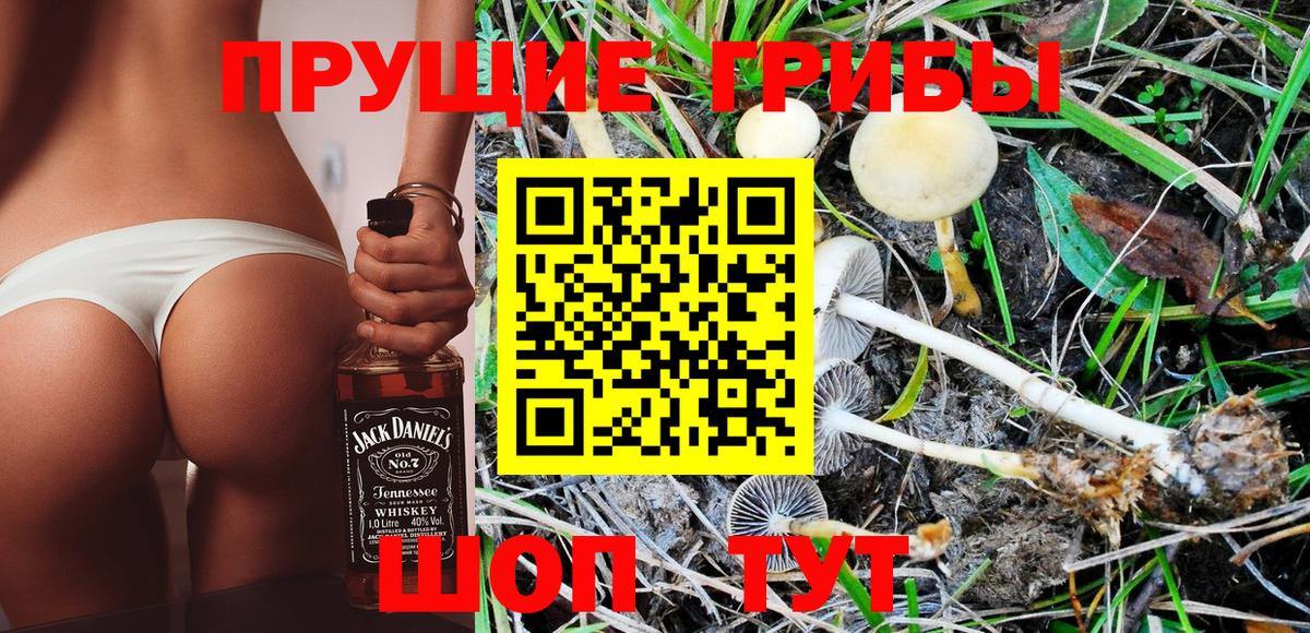 Псилоцибиновые грибы Psilocybe Орск